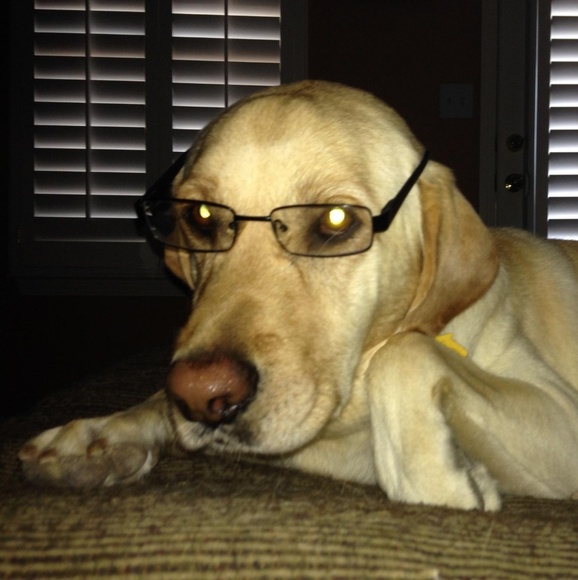 Meet your Posher, Benjamin - Picture 1 of 1